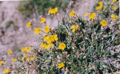 Helianthemum hirtum