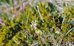Polygala calcarea