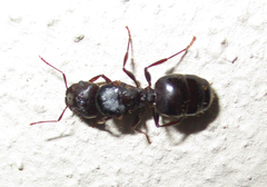 Pheidole crassinoda