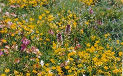 Neotinea ustulata ustulata
