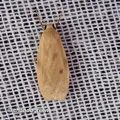 Paralithosia shaowuica