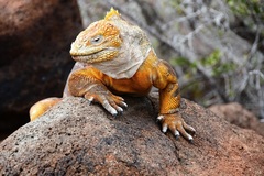 Common Land Iguana photo 2