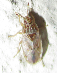 Holcocranum saturejae