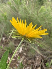 Berkheya nivea