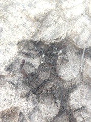 Ophthalmopone berthoudi