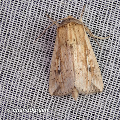 Hyphilare