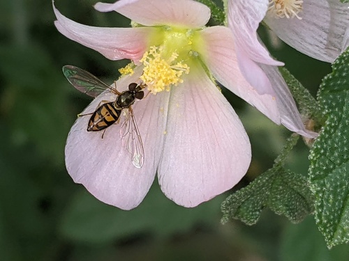 Unknown species found near Maricopa County, US-AZ, US