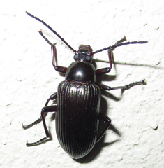Praeugenini