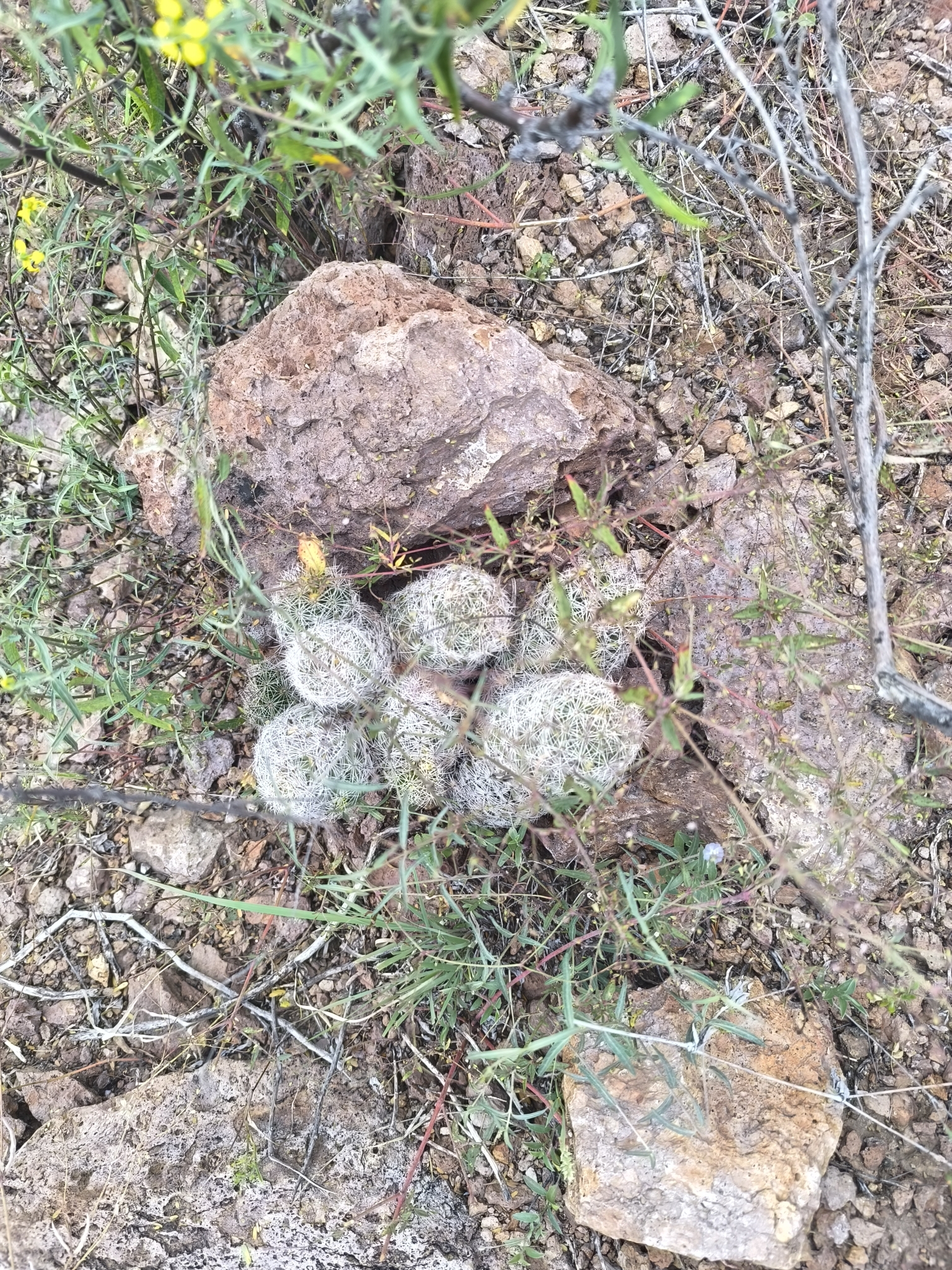 Pelecyphora chihuahuensis