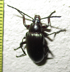 Praeugenini