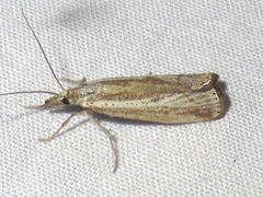 Agriphila costalipartella