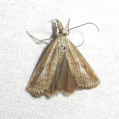 Agriphila costalipartella