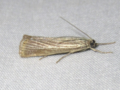 Agriphila costalipartella