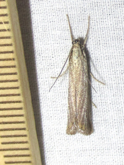 Agriphila costalipartella