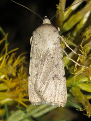 Euxoa catenula