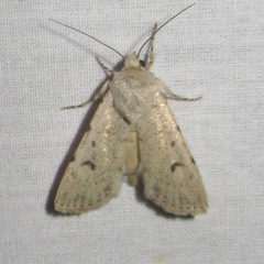 Euxoa catenula