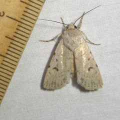 Euxoa catenula