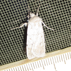 Euxoa catenula