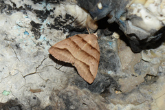 Flammona trilineata