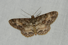 Psilalcis vietnamensis