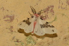 Lemyra