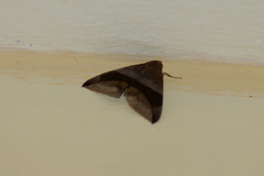 Bastilla