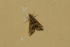 Diasemia accalis