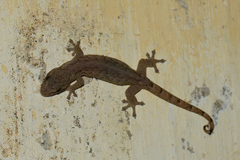 Hemiphyllodactylus typus