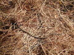 Galvarinus chilensis