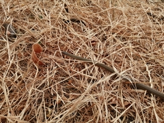 Galvarinus chilensis