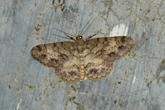 Psilalcis vietnamensis