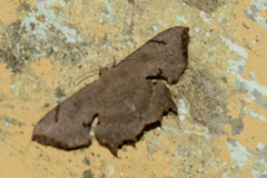 Dysaethria quadricaudata