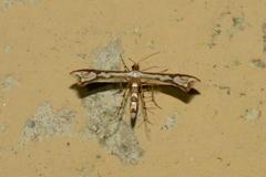 Ochyrotica