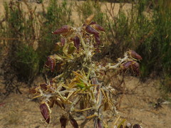 Aspalathus astroites