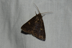 Hypersypnoides submarginata