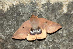 Thyas juno