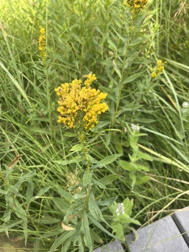 iNaturalist observation photo of goldenrods