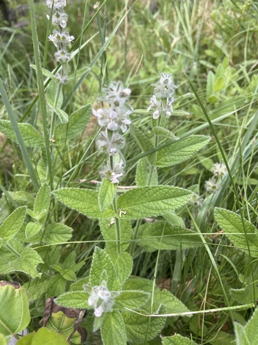 iNaturalist observation photo of whitestem hedgenettle