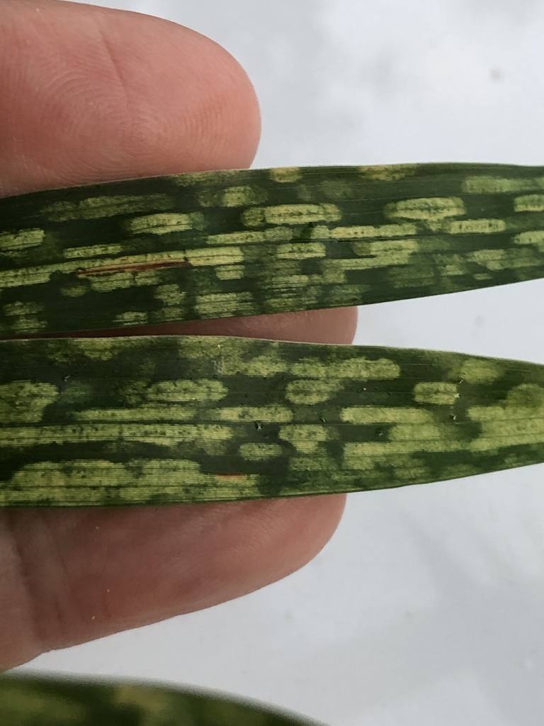 Bamboo Spider Mite