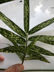 Stigmaeopsis celarius