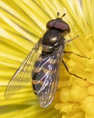 Parasyrphus semiinterruptus