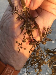 Sargassum filipendula