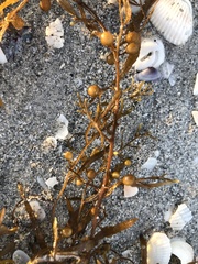 Sargassum filipendula