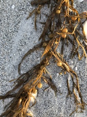 Sargassum filipendula