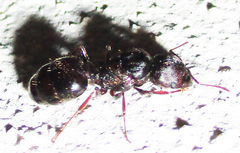 Pheidole crassinoda