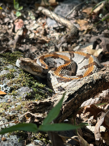 Timber Rattlesnake (Crotalus horridus) - Snakes and Lizards