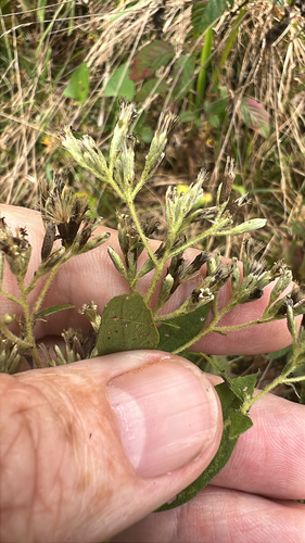 Godfrey's thoroughwort (Eupatorium godfreyanum)