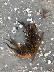 Sargassum filipendula