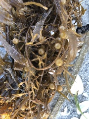 Sargassum filipendula