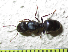 Pheidole crassinoda